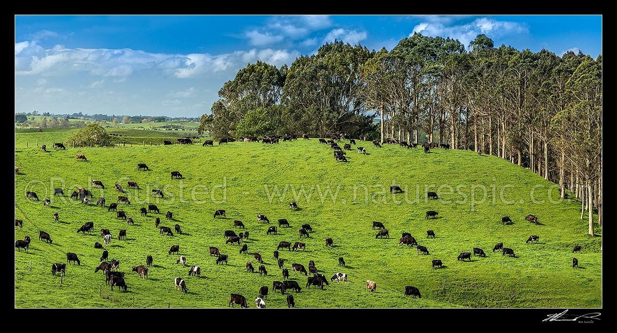 Image of Dairy cows grazing on lush dairy farmland and rolling hills, with plantation farm forestry eucalyptus trees at right. Panorama, Otorohanga, Otorohanga District, Waikato Region, New Zealand (NZ) stock photo image