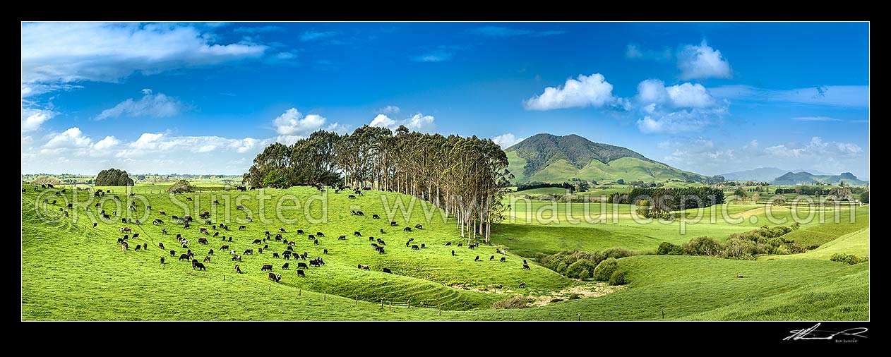 Image of Waikato farmland. Rolling dairy farming country, with cows grazing beside farm forestry plantation. Kakepuku Mountain (449m) centre right. Panorama, Otorohanga, Otorohanga District, Waikato Region, New Zealand (NZ) stock photo image