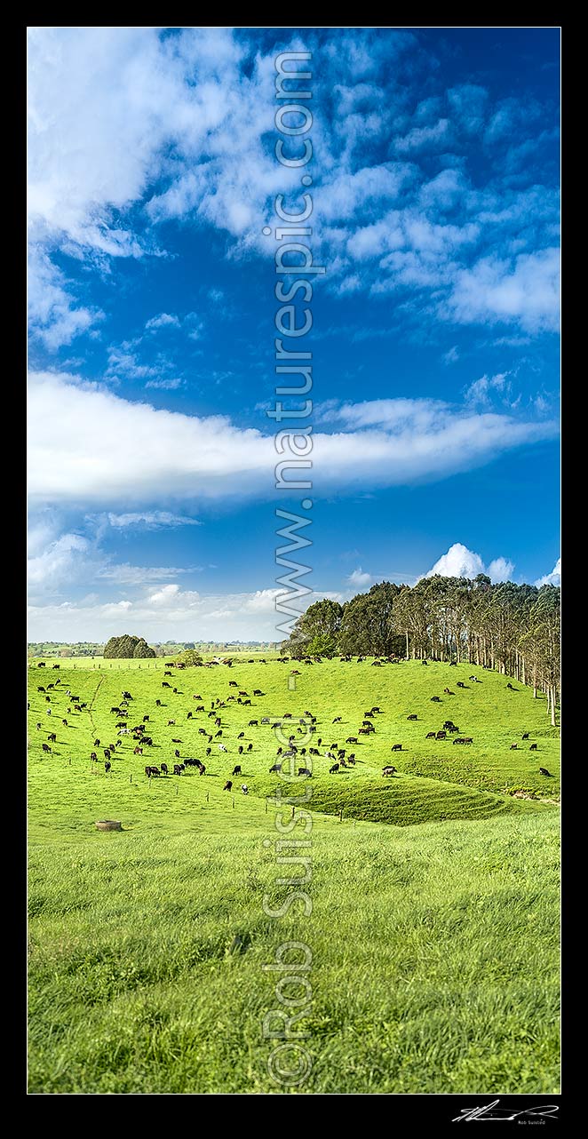 Image of Dairy cows grazing on lush dairy farmland and rolling hills, with plantation farm forestry eucalyptus trees behind. Vertical panorama, Otorohanga, Otorohanga District, Waikato Region, New Zealand (NZ) stock photo image