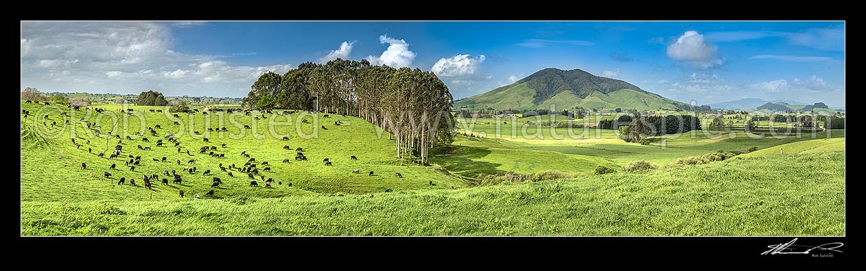 Image of Waikato rolling hills of dairy farmland, lush with late spring growth, with cows grazing beside farm forestry plantation. Kakepuku Mountain (449m) centre left. Panorama, Otorohanga, Otorohanga District, Waikato Region, New Zealand (NZ) stock photo image