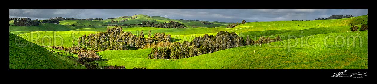 Image of Lush Waikato farmland amongst wetlands, and remnant native forest. Dairy farming and dairy cows grazing. Panorama, Ruapuke, Waikato District, Waikato Region, New Zealand (NZ) stock photo image