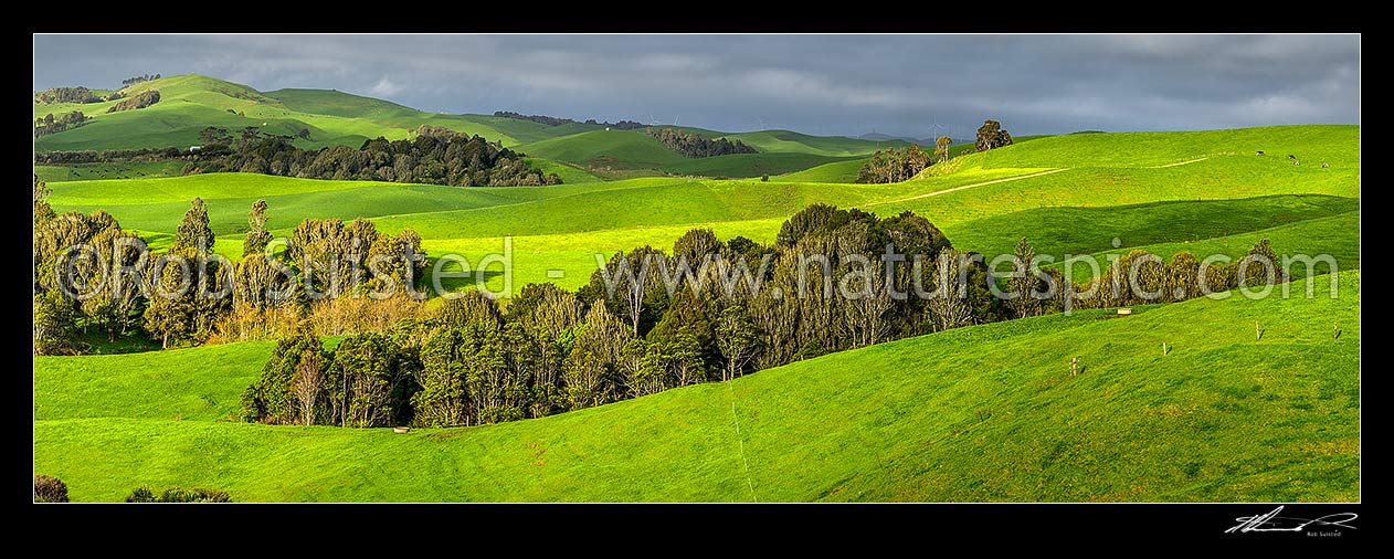 Image of Lush Waikato farmland amongst wetlands, and remnant native forest. Dairy farming and dairy cows grazing. Panorama, Ruapuke, Waikato District, Waikato Region, New Zealand (NZ) stock photo image