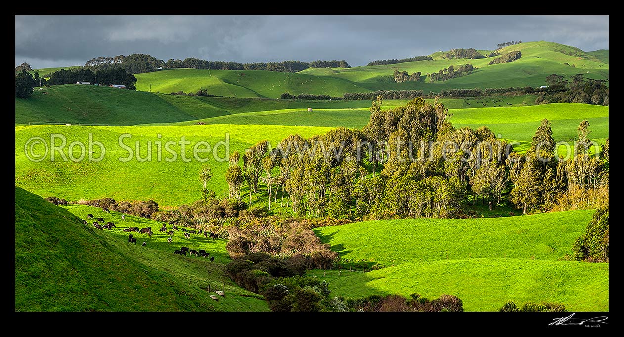 Image of Lush Waikato farmland amongst wetlands, and remnant native forest. Dairy farming and dairy cows grazing. Panorama, Ruapuke, Waikato District, Waikato Region, New Zealand (NZ) stock photo image