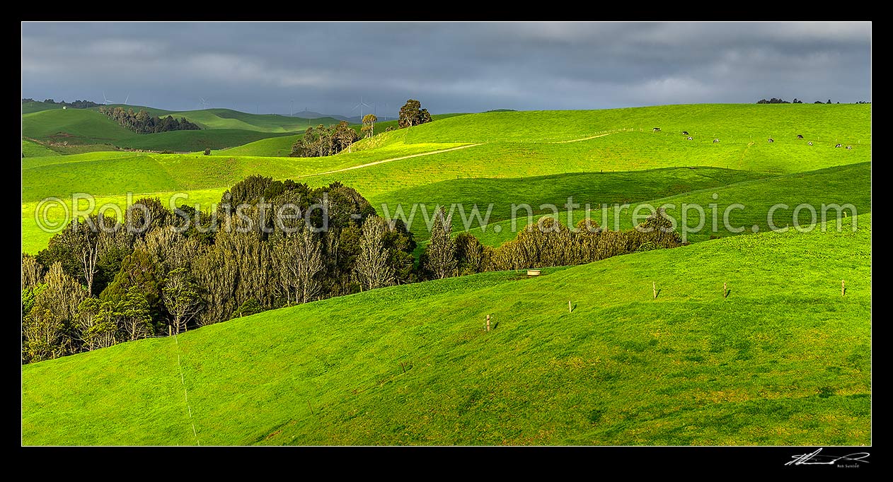 Image of Lush Waikato farmland amongst wetlands, and remnant native forest. Dairy farming and dairy cows grazing. Panorama, Ruapuke, Waikato District, Waikato Region, New Zealand (NZ) stock photo image