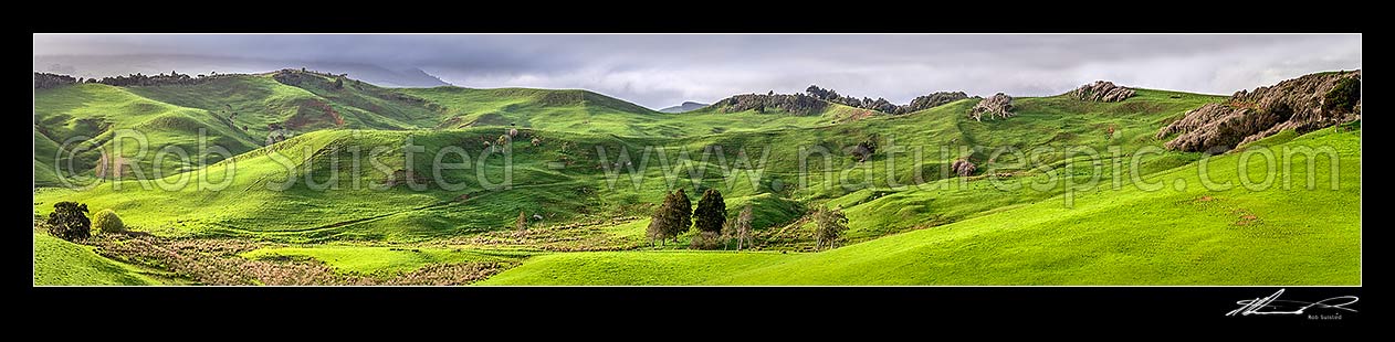 Image of Waikato farmland panorama near Raglan. Lush spring grass, wetland areas and native forest visible, Raglan, Waikato District, Waikato Region, New Zealand (NZ) stock photo image