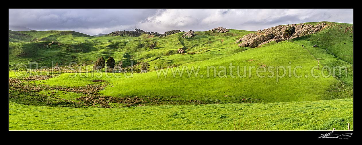 Image of Waikato rolling farmland panorama near Raglan. Lush spring grass, wetland areas and native forest visible, Raglan, Waikato District, Waikato Region, New Zealand (NZ) stock photo image