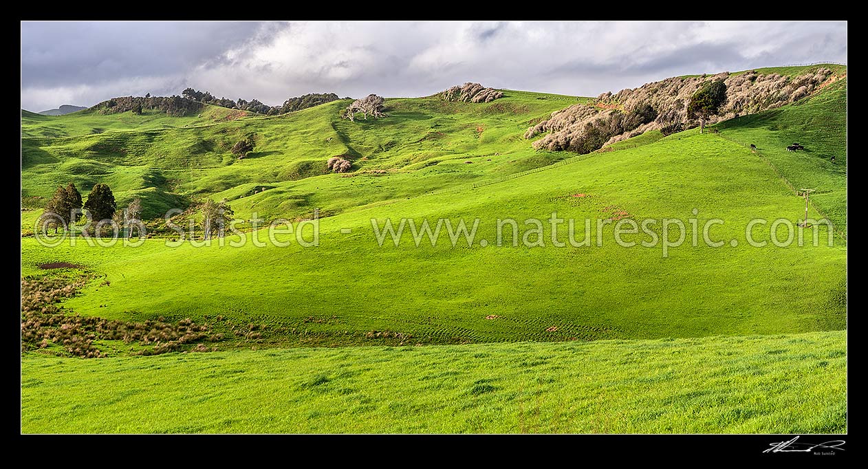 Image of Waikato rolling farmland panorama near Raglan. Lush spring grass, wetland areas and native forest visible, Raglan, Waikato District, Waikato Region, New Zealand (NZ) stock photo image