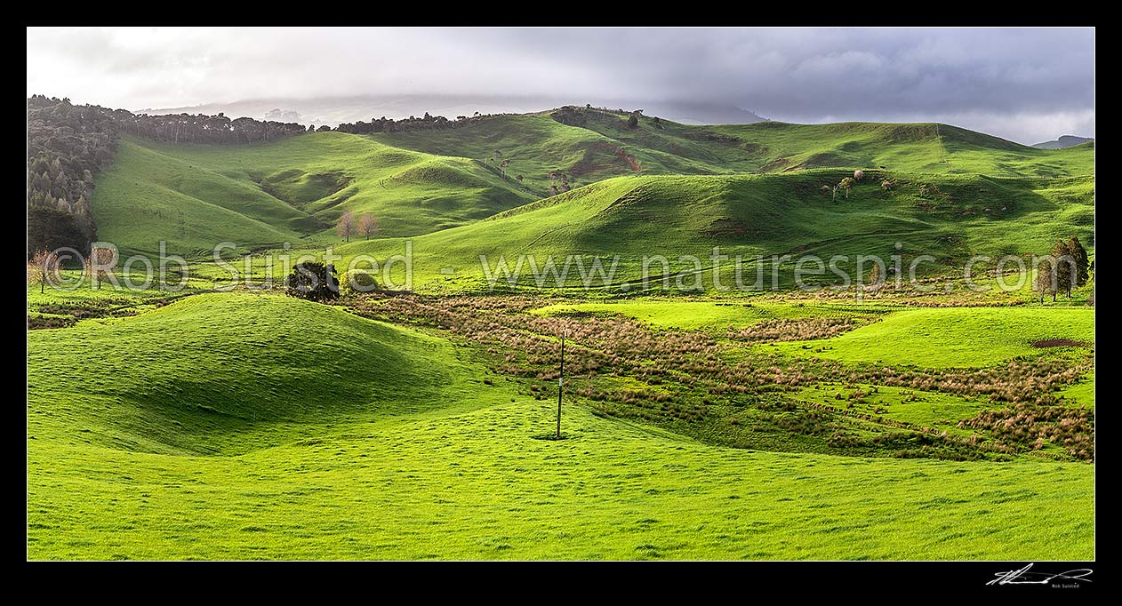 Image of Waikato rolling farmland panorama near Raglan. Lush spring grass, wetland areas and native forest visible, Raglan, Waikato District, Waikato Region, New Zealand (NZ) stock photo image