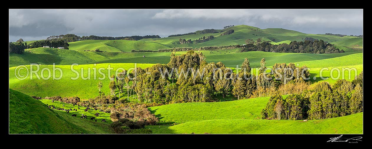 Image of Dairy farming on lush rolling hills amongst native forest and wetland remnants. Dairy cow herd at left. Wide panorama, Raglan, Waikato District, Waikato Region, New Zealand (NZ) stock photo image