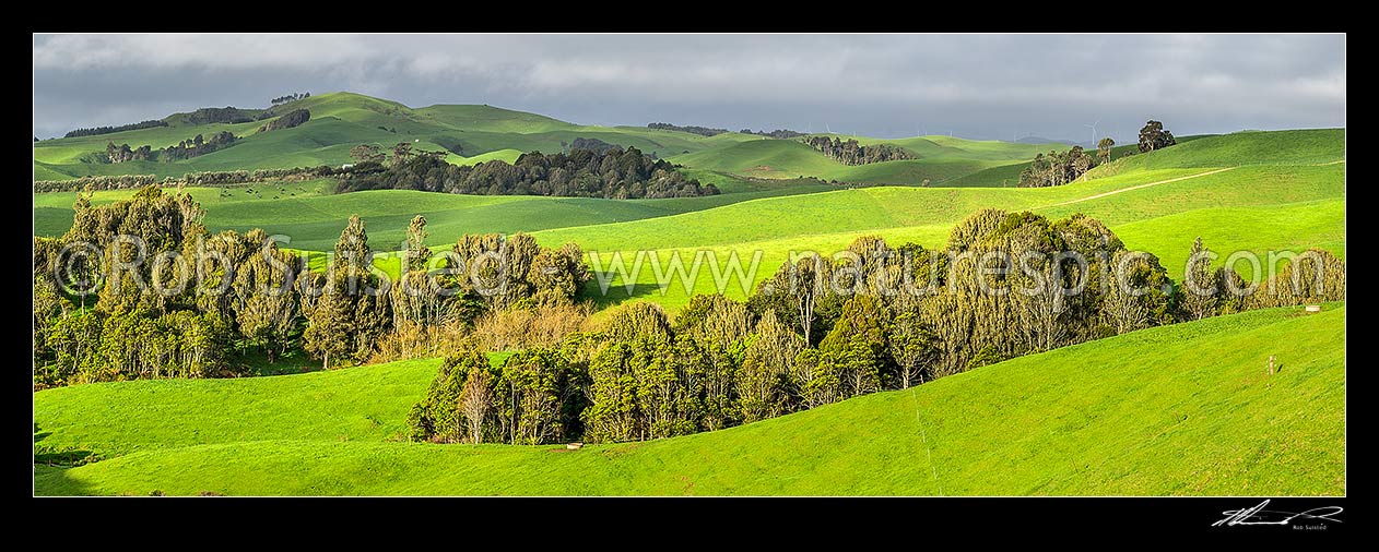 Image of Lush farmland on lush rolling hills amongst native forest remnants. Lush spring panorama, Raglan, Waikato District, Waikato Region, New Zealand (NZ) stock photo image