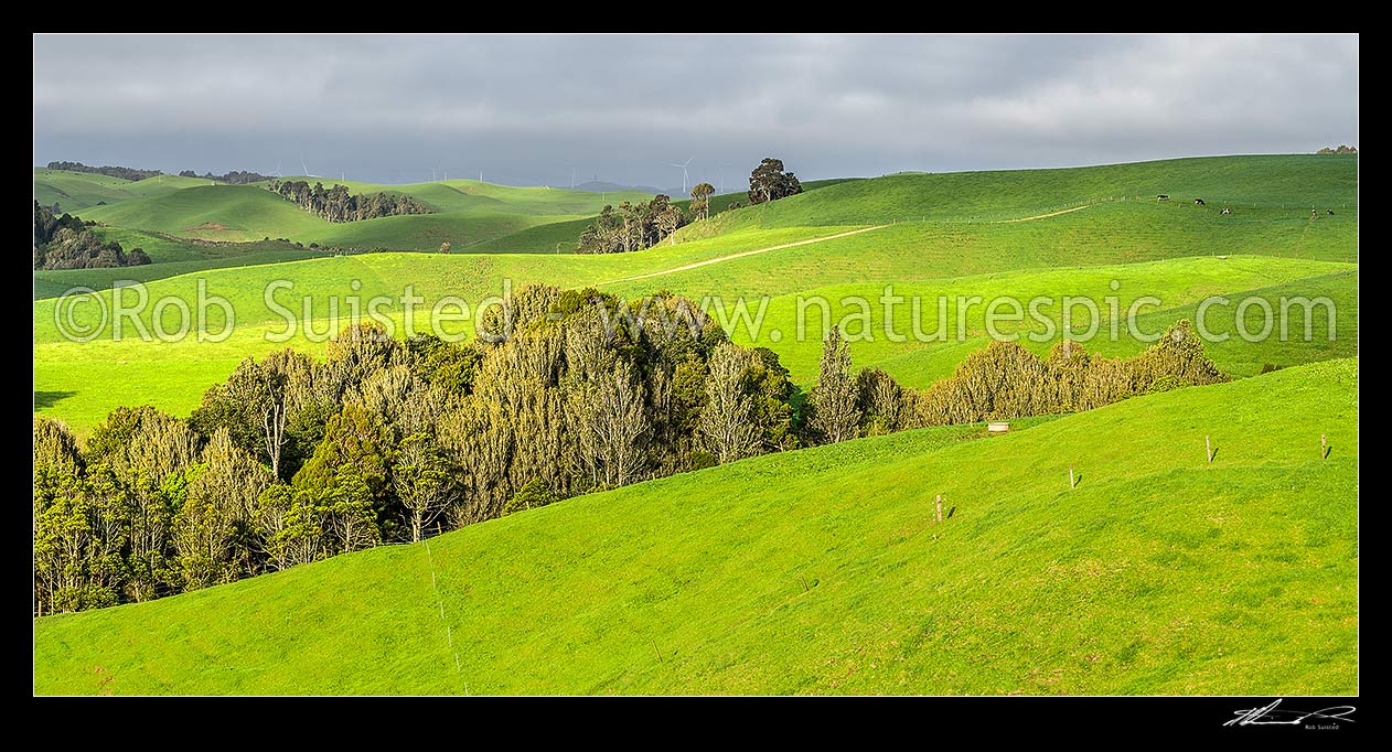 Image of Lush farmland on lush rolling hills amongst native forest remnants. Lush spring panorama, Raglan, Waikato District, Waikato Region, New Zealand (NZ) stock photo image