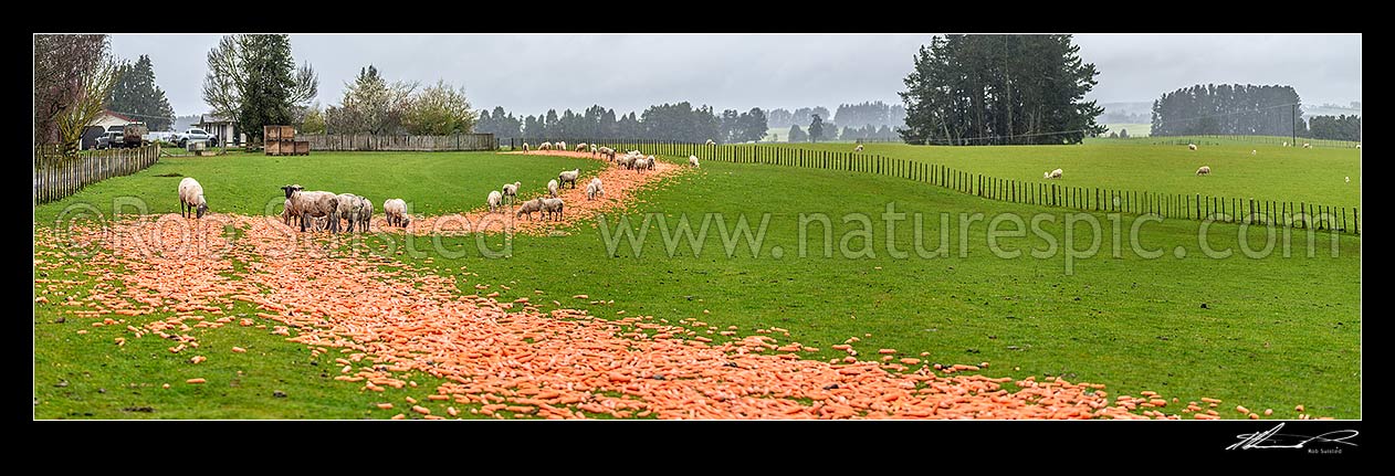 Image of Carrots being fed to sheep for winter supplementary feed. Stock feeding on carrots. Panorama, Ohakune, Ruapehu District, Manawatu-Wanganui Region, New Zealand (NZ) stock photo image