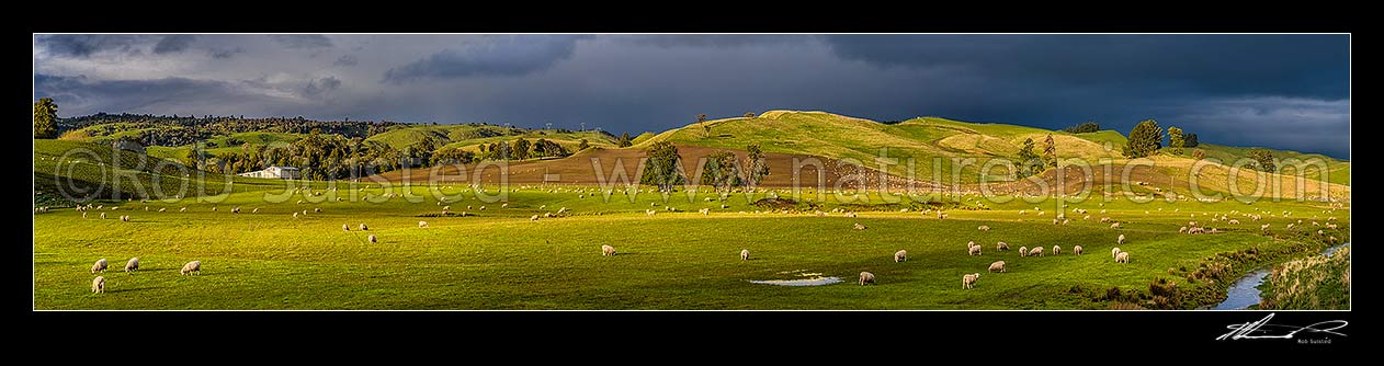 Image of Spring farmland panorama with sheep grazing on rolling hills, and paddocks under winter grazing and cultivation. Forest remnants and stream. Lush evening light, Taihape, Rangitikei District, Manawatu-Wanganui Region, New Zealand (NZ) stock photo image