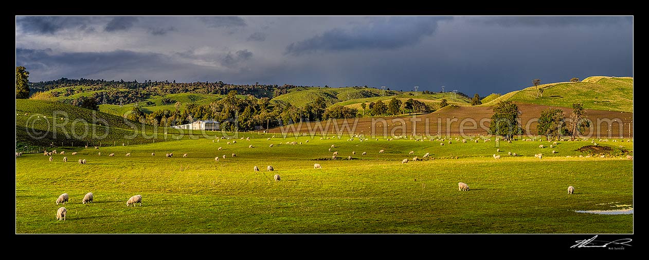 Image of Spring farmland panorama with sheep grazing on rolling hills, and paddocks under winter grazing and cultivation. Forest remnants and lush evening light, Taihape, Rangitikei District, Manawatu-Wanganui Region, New Zealand (NZ) stock photo image