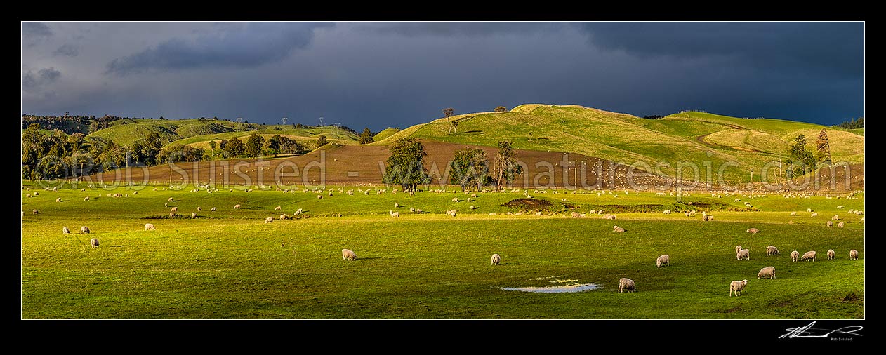 Image of Spring farmland panorama with sheep grazing on rolling hills, and paddocks under winter grazing and cultivation. Forest remnants and lush evening light, Taihape, Rangitikei District, Manawatu-Wanganui Region, New Zealand (NZ) stock photo image