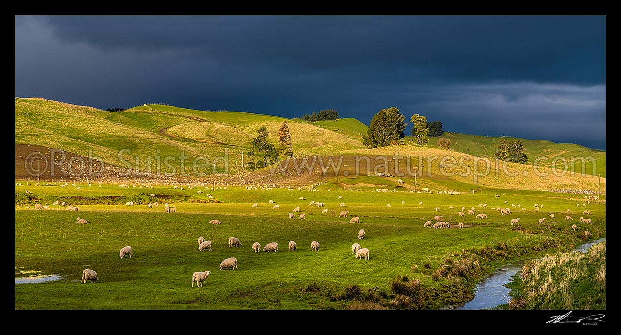 Image of Spring farmland panorama with sheep grazing on rolling hills, and paddocks under winter grazing and cultivation. Forest remnants and stream. Lush evening light, Taihape, Rangitikei District, Manawatu-Wanganui Region, New Zealand (NZ) stock photo image