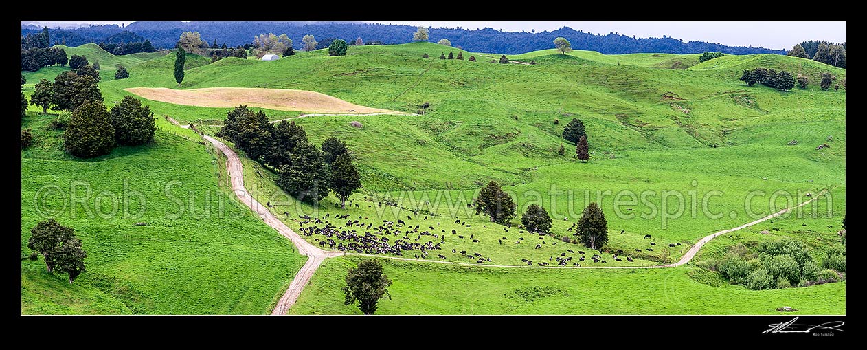 Image of Lush dairy farmland and herd of cattle grazing, with crop preparation beyond. Remnant native totara trees, laneways and streams. Panorama, Kakahi, Ruapehu District, Manawatu-Wanganui Region, New Zealand (NZ) stock photo image