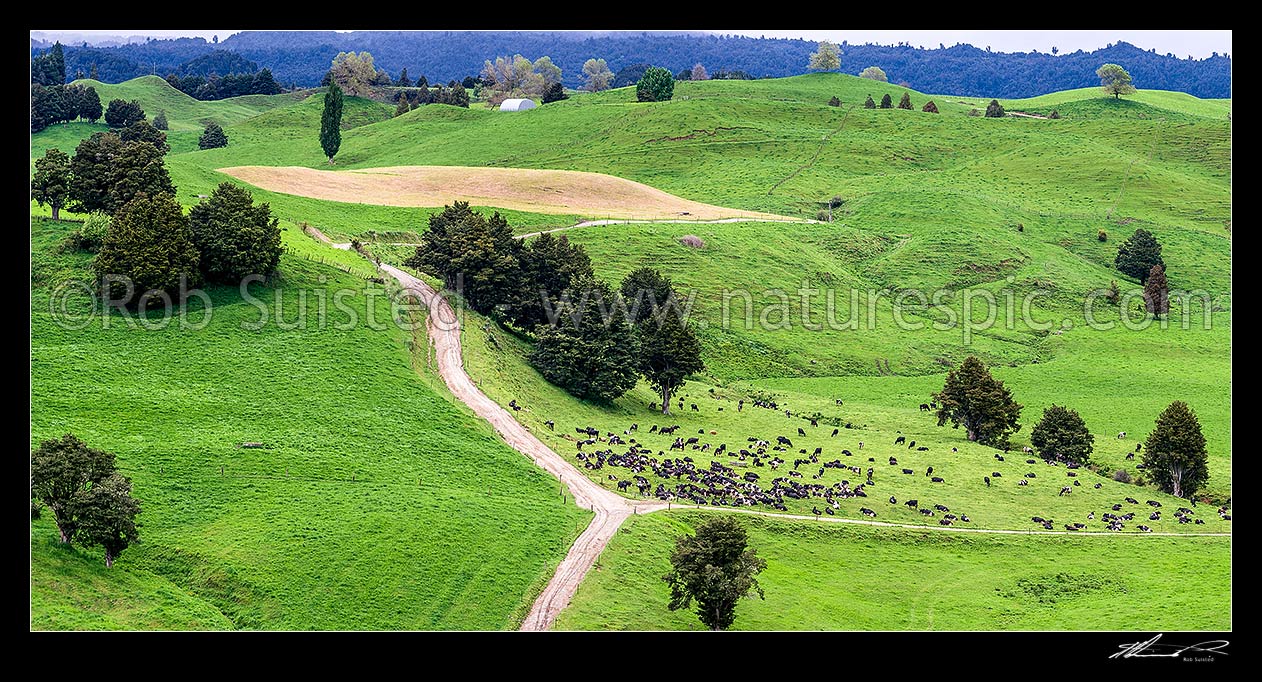 Image of Lush dairy farmland and herd of cattle grazing, with crop preparation beyond. Remnant native totara trees, laneways and streams. Panorama, Kakahi, Ruapehu District, Manawatu-Wanganui Region, New Zealand (NZ) stock photo image