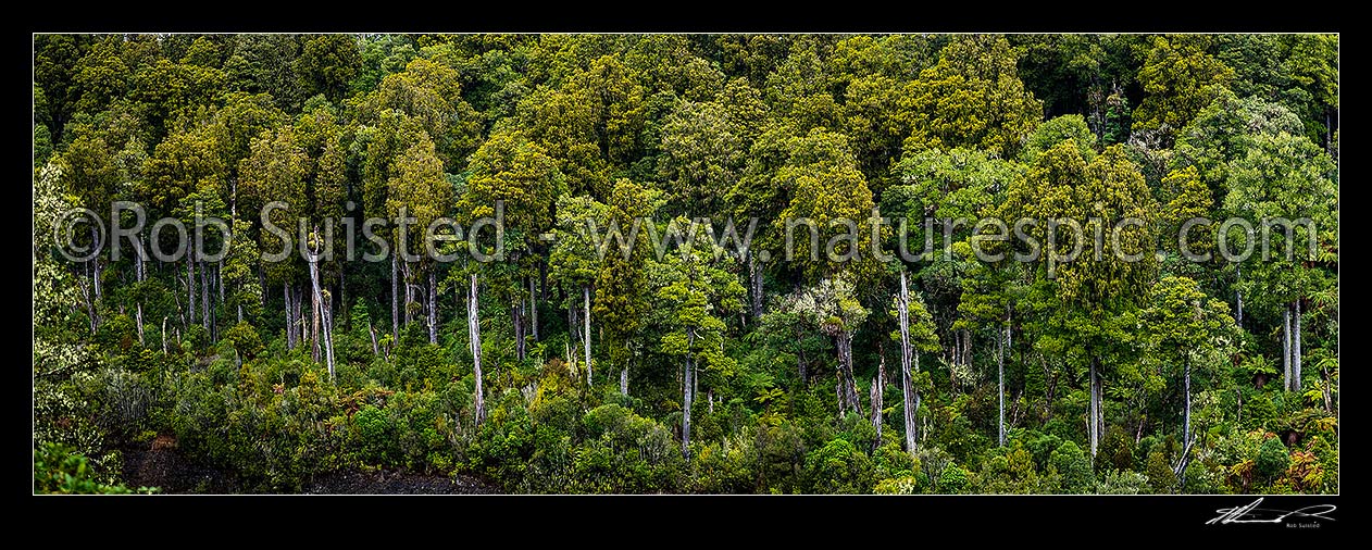 Image of Native forest panorama, mostly mature podocarp forest, Rimu (Dacrydium cupressinum) and Matai (Prumnopitys taxifolia, matai) trees, Ohakune, Ruapehu District, Manawatu-Wanganui Region, New Zealand (NZ) stock photo image