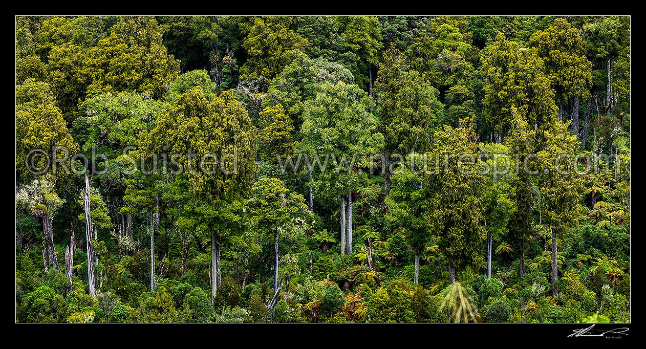 Image of Native forest panorama, mostly mature podocarp forest, Rimu (Dacrydium cupressinum) and Matai (Prumnopitys taxifolia, matai) trees, Ohakune, Ruapehu District, Manawatu-Wanganui Region, New Zealand (NZ) stock photo image