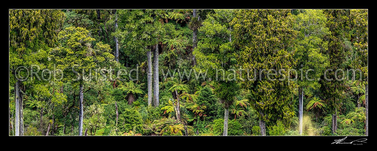 Image of Native forest, mature podocarp forest, Rimu (Dacrydium cupressinum) and Matai (Prumnopitys taxifolia, matai) trees and tree ferns. Panorama, Ohakune, Ruapehu District, Manawatu-Wanganui Region, New Zealand (NZ) stock photo image