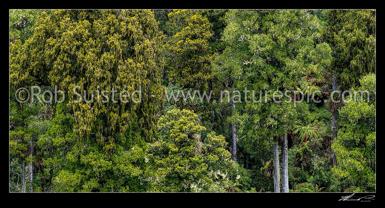 Image of Native forest, mature podocarp forest, Rimu (Dacrydium cupressinum) and Matai (Prumnopitys taxifolia, matai) trees and tree ferns, Ohakune, Ruapehu District, Manawatu-Wanganui Region, New Zealand (NZ) stock photo image