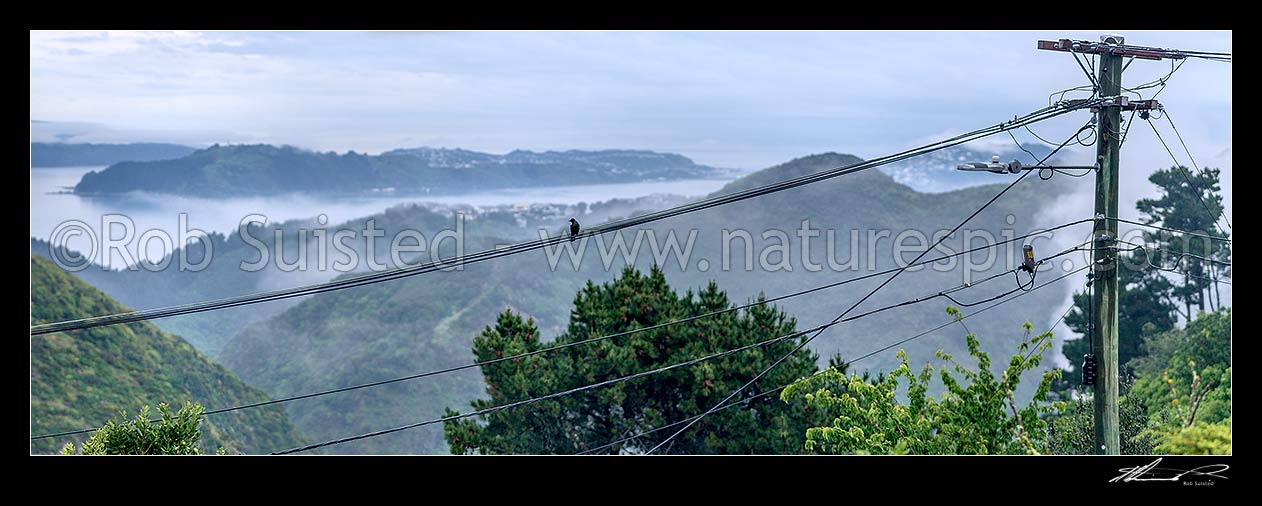 Image of Power lines and broadband communications lines with power pole. Tui bird sitting on wires. Misty panorama, New Zealand (NZ) stock photo image