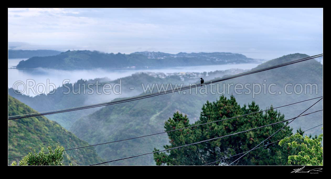 Image of Power lines and broadband communications lines with Tui bird sitting on wires. Misty panorama, New Zealand (NZ) stock photo image