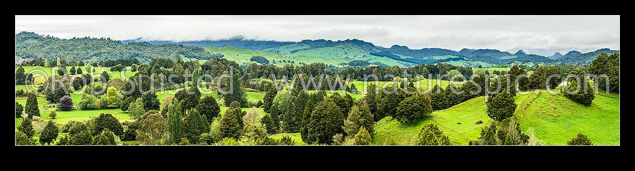 Image of Farmland rolling pasture amongst remnant native forest trees especially Totara. Looking towards Pureora Ranges. Panorama, Kakahi, Ruapehu District, Manawatu-Wanganui Region, New Zealand (NZ) stock photo image