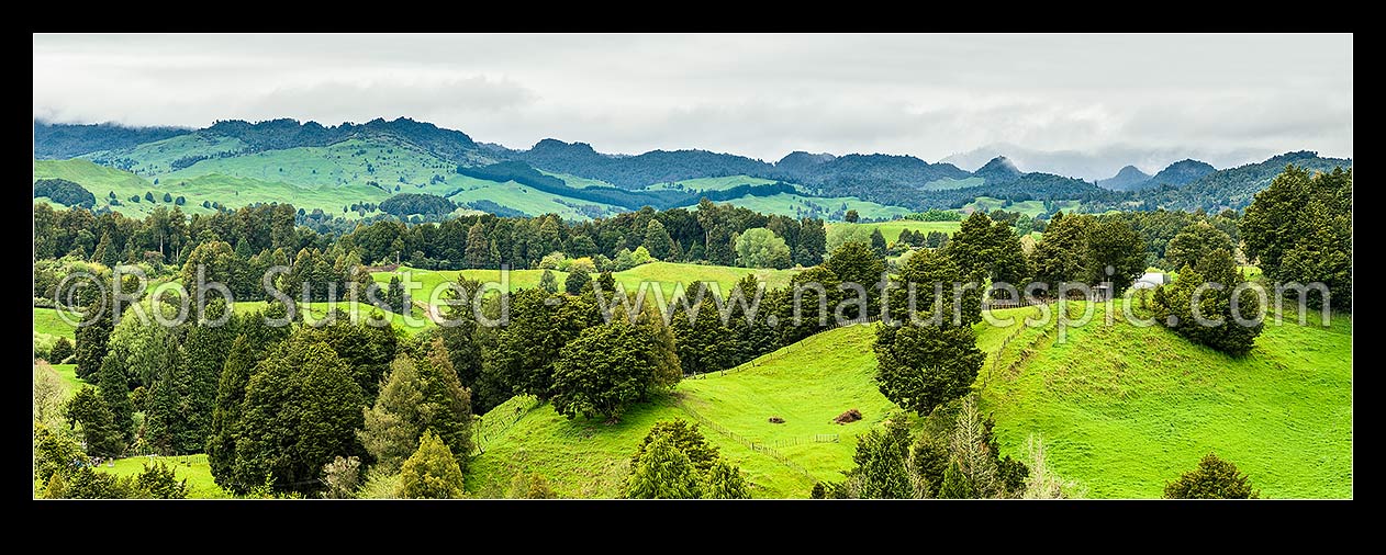 Image of Farmland rolling pasture amongst remnant native forest trees especially Totara. Looking towards Pureora Ranges. Panorama, Kakahi, Ruapehu District, Manawatu-Wanganui Region, New Zealand (NZ) stock photo image