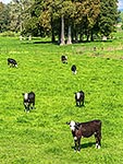 Young cattle with forest remnants