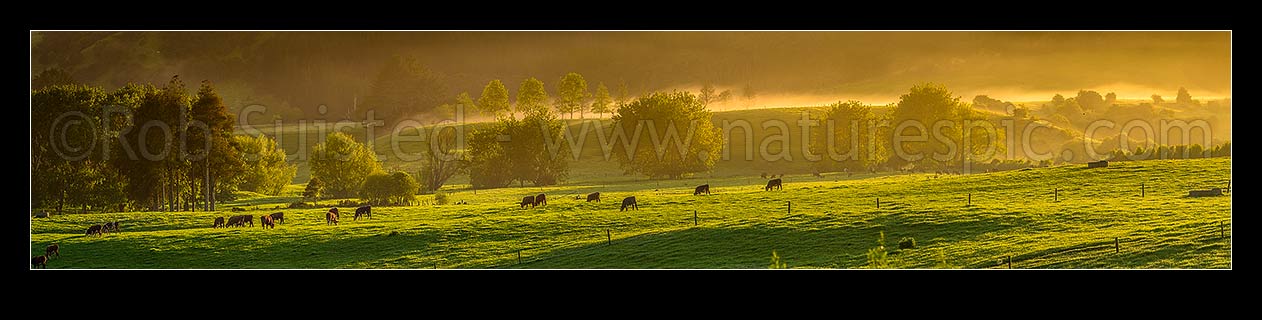 Image of Cattle grazing on spring morning near Mangatawhiri, with mist cloaking the rolling lush pasture and trees at dawn. Panorama, Happy Valley, Hunua, Franklin District, Waikato Region, New Zealand (NZ) stock photo image