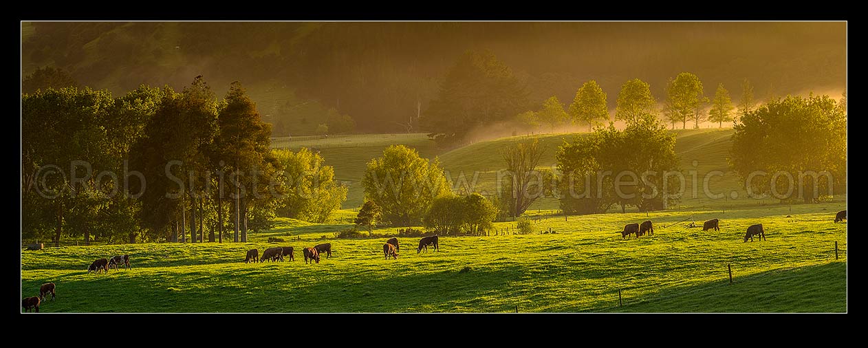 Image of Cattle grazing on spring morning near Mangatawhiri, with mist cloaking the rolling lush pasture and trees at dawn. Panorama, Happy Valley, Hunua, Franklin District, Waikato Region, New Zealand (NZ) stock photo image