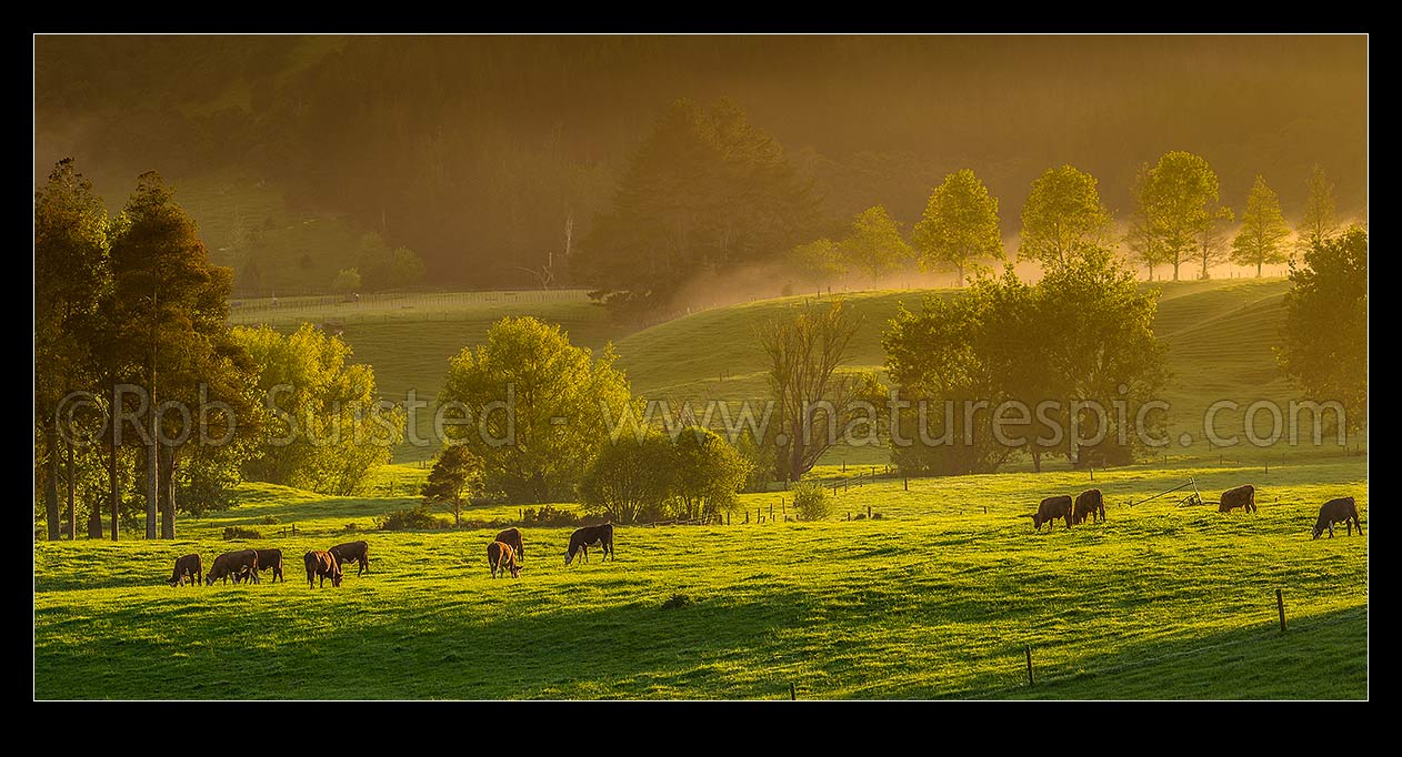 Image of Cattle grazing on spring morning near Mangatawhiri, with mist cloaking the rolling lush pasture and trees at dawn. Panorama, Happy Valley, Hunua, Franklin District, Waikato Region, New Zealand (NZ) stock photo image