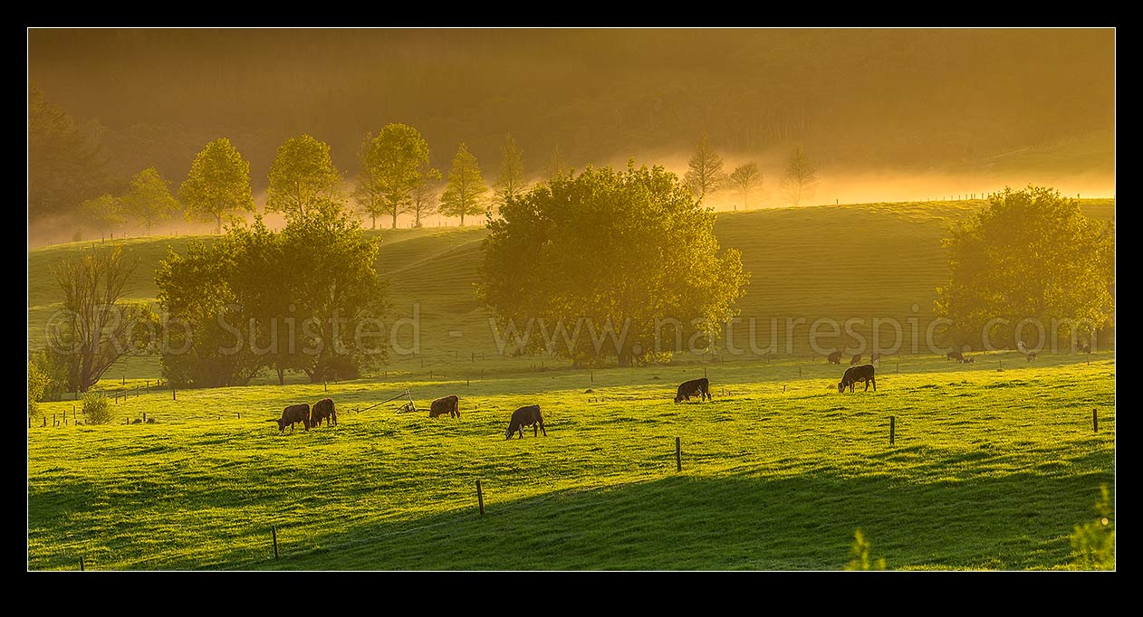 Image of Cattle grazing on spring morning near Mangatawhiri, with mist cloaking the rolling lush pasture and trees at dawn. Panorama, Happy Valley, Hunua, Franklin District, Waikato Region, New Zealand (NZ) stock photo image