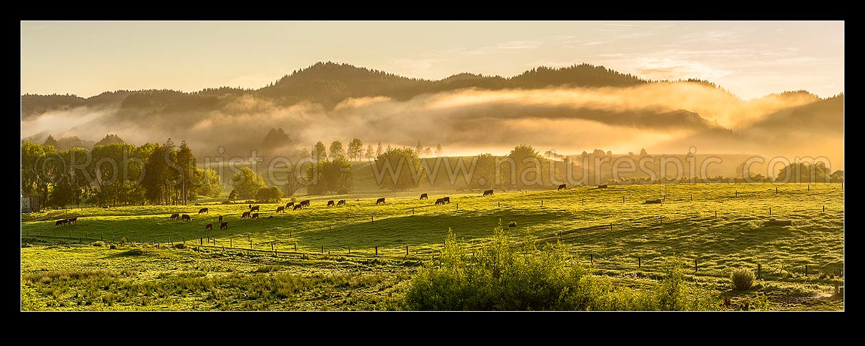 Image of Farmland with grazing cattle at dawn, with morning mist hanging over the Hunua Ranges. Lush pasture and trees at sunrise, near Mangatawhiri. Panorama, Happy Valley, Hunua, Franklin District, Waikato Region, New Zealand (NZ) stock photo image