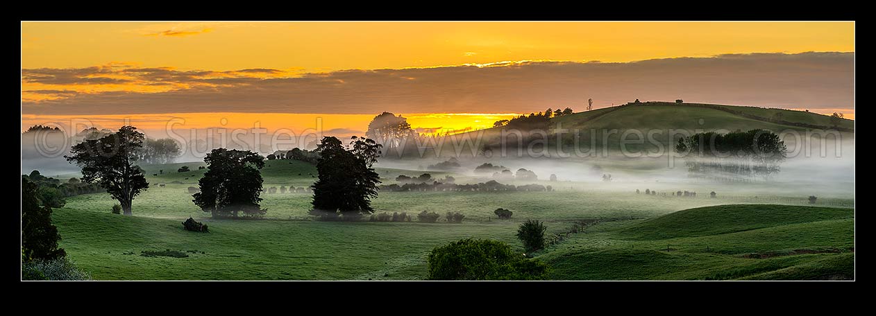 Image of Misty farmland at dawn near Mangatawhiri, south of Auckland. Panorama over lush pasture and foggy paddocks with golden sunrise, Mangatawhiri, Franklin District, Waikato Region, New Zealand (NZ) stock photo image