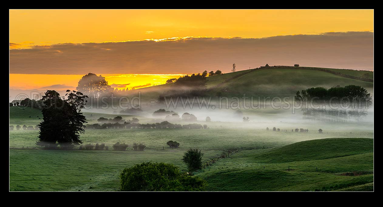 Image of Misty farmland at dawn near Mangatawhiri, south of Auckland. Panorama over lush pasture and foggy paddocks with golden sunrise, Mangatawhiri, Franklin District, Waikato Region, New Zealand (NZ) stock photo image