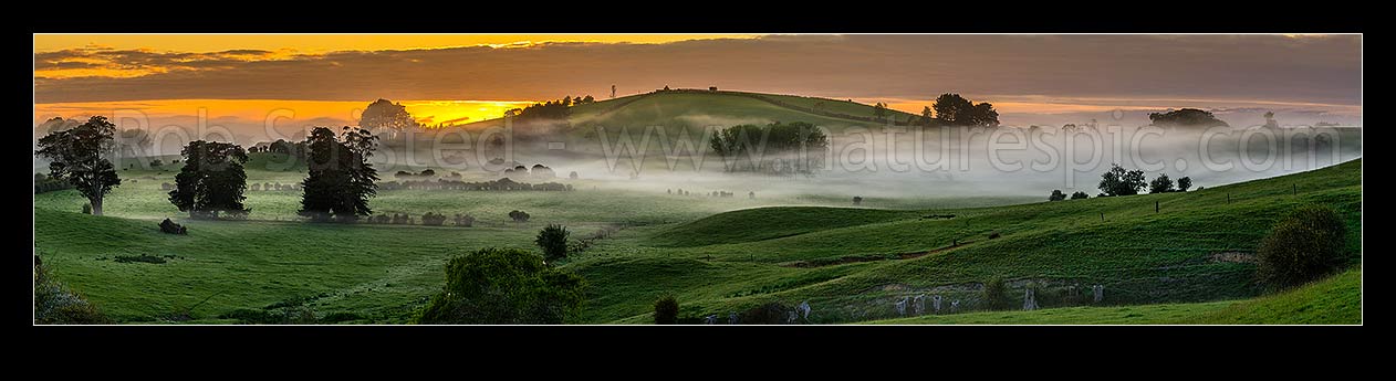 Image of Misty farmland at dawn near Mangatawhiri, south of Auckland. Panorama over lush pasture and foggy paddocks with golden sunrise, Mangatawhiri, Franklin District, Waikato Region, New Zealand (NZ) stock photo image