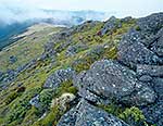 Alpine zone, Kahurangi N.P.