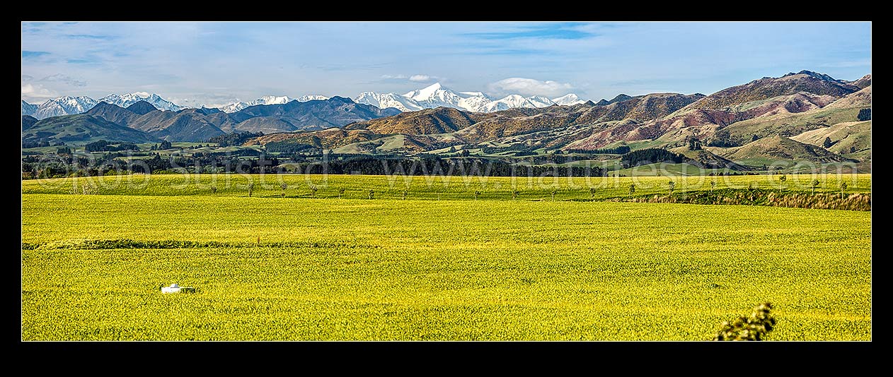 Image of Farmland and lush spring crops and grassland near Cheviot, with Inland Kaikoura Ranges and Mount Tapuae-o-uenuku behind. Panorama, Cheviot, North Canterbury, Hurunui District, Canterbury Region, New Zealand (NZ) stock photo image