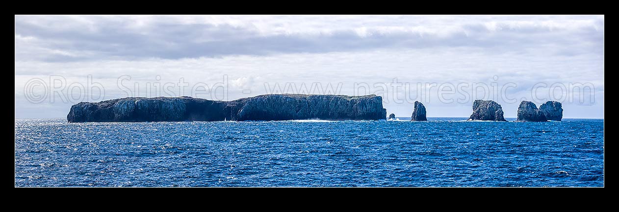 Image of The Forty-Fours Islands, Motchuhar (Moriori), and Motuhara (Maori). Most eastern land in NZ. Breeding site of Buller's and northern royal albatrosses. Approx 1 hectare. Panorama, Forty-Fours Islands, Chatham Islands District, Chatham Islands Region, New Zealand (NZ) stock photo image