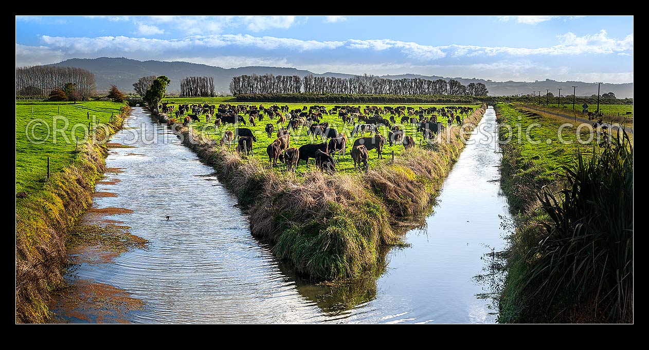 Image of Dairy farming and lush farmland amongst wetland drainage canals and channels near the Kaituna River. V-shaped paddock from canal intersection. Panorama, Te Puke, Western Bay of Plenty District, Bay of Plenty Region, New Zealand (NZ) stock photo image