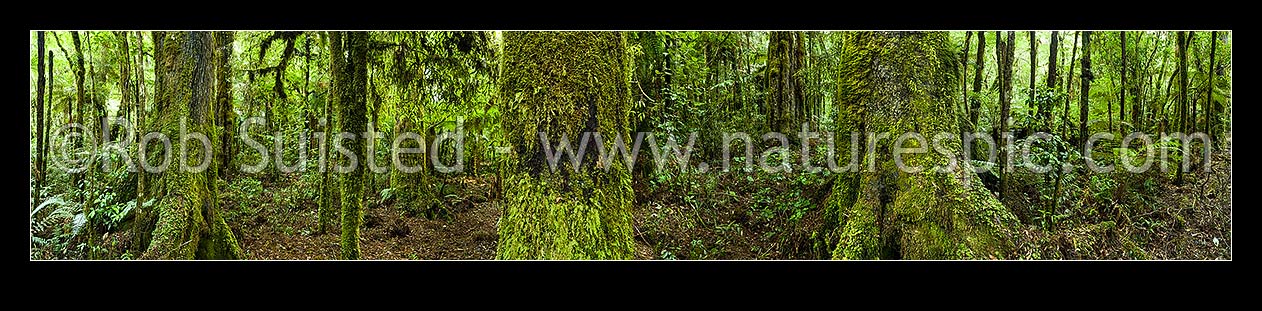 Image of Rainforest interior, old growth podocarp forest panorama, with prominent rimu tree trunk and buttress (Dacrydium cupressinum) in bush, Pureora Forest Park, Waitomo District, Waikato Region, New Zealand (NZ) stock photo image