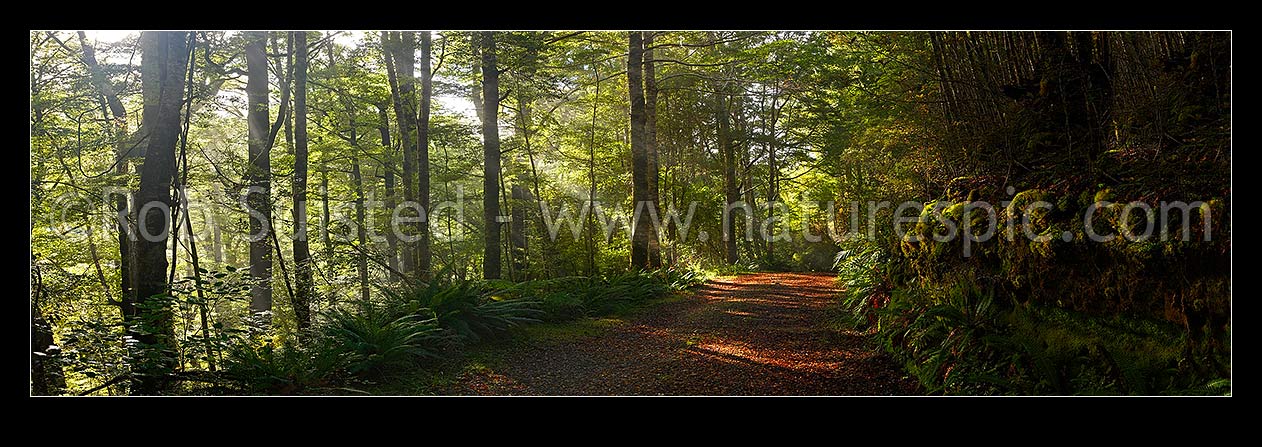 Image of Moody forest road on a misty winter morning with sun rays streaming into beech forest (Nothofagus sp.). Panorama, Buller River, Buller District, West Coast Region, New Zealand (NZ) stock photo image