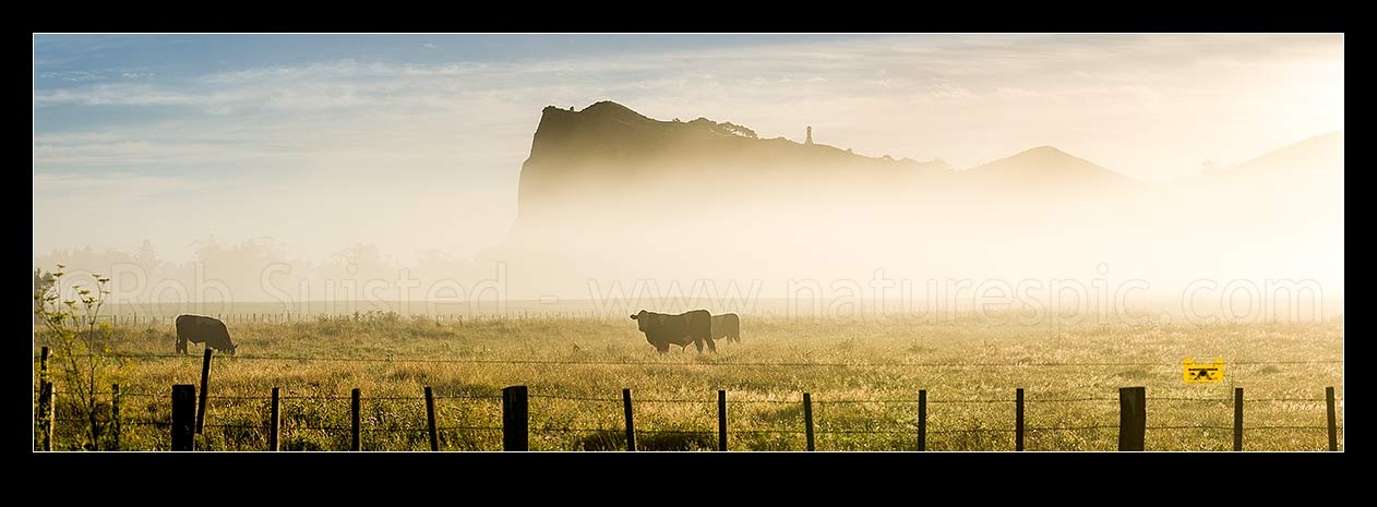 Image of Cattle grazing in morning mist on Tolaga Bay farmland. Panorama, Tolaga Bay, Gisborne District, Gisborne Region, New Zealand (NZ) stock photo image