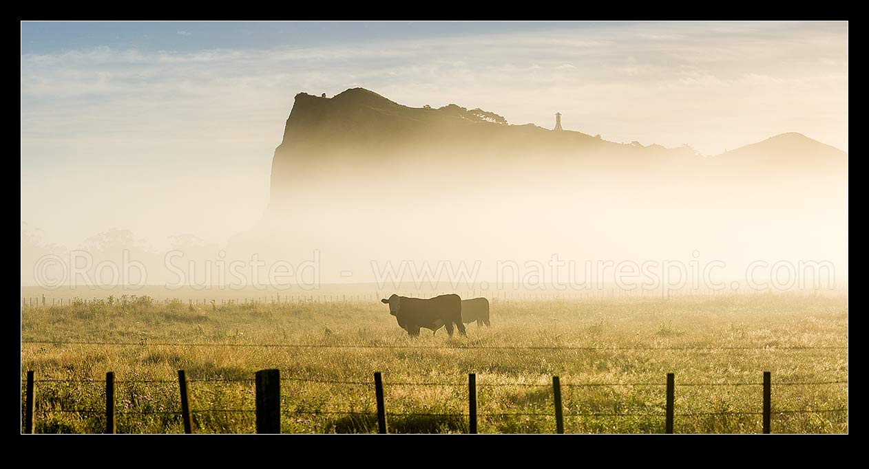 Image of Cattle grazing in morning mist on Tolaga Bay farmland. Panorama, Tolaga Bay, Gisborne District, Gisborne Region, New Zealand (NZ) stock photo image