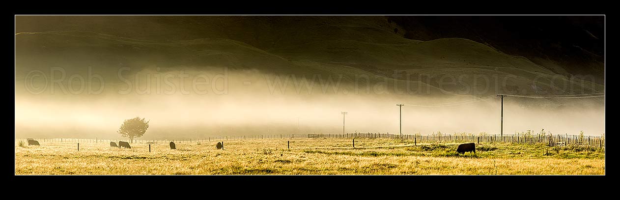 Image of Cattle grazing in morning mist on Tolaga Bay farmland. Panorama, Tolaga Bay, Gisborne District, Gisborne Region, New Zealand (NZ) stock photo image