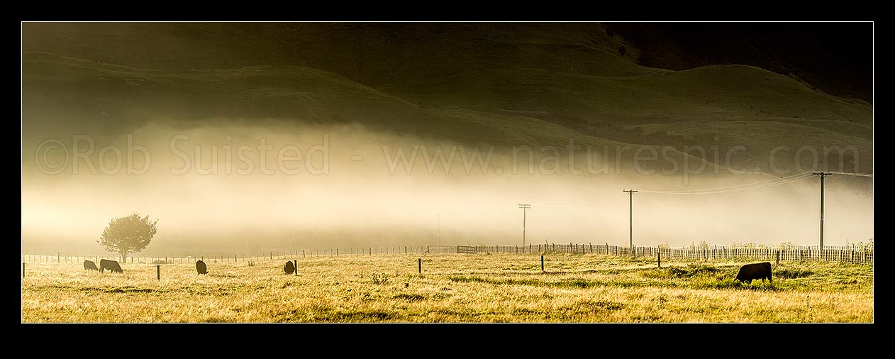 Image of Cattle grazing in morning mist on Tolaga Bay farmland. Panorama, Tolaga Bay, Gisborne District, Gisborne Region, New Zealand (NZ) stock photo image