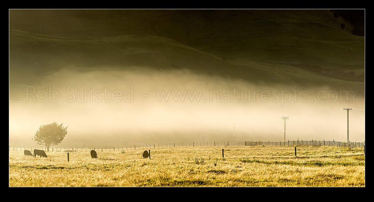 Image of Cattle grazing in morning mist on Tolaga Bay farmland. Panorama, Tolaga Bay, Gisborne District, Gisborne Region, New Zealand (NZ) stock photo image